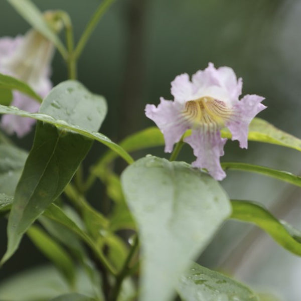 Chitalpa tashkentensis Summer Bells