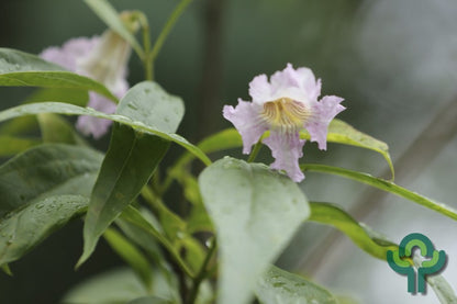 Chitalpa tashkentensis Summer Bells