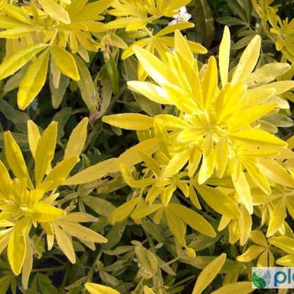 Choisya 'Goldfingers'