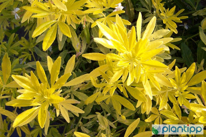 Choisya 'Goldfingers'
