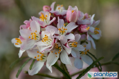 Choisya ternata Apple Blossom