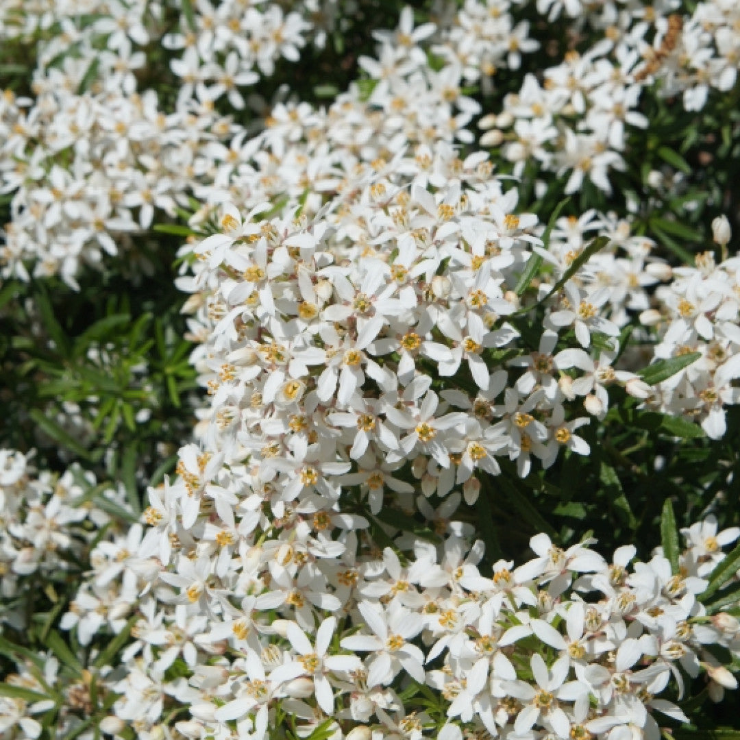 Choisya ternata White Dazzler ®