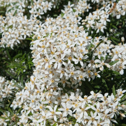 Choisya ternata White Dazzler ®