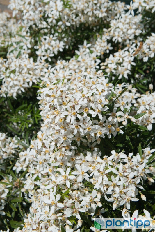 Choisya ternata White Dazzler ®