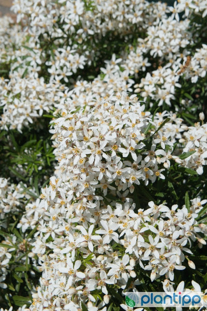Choisya ternata White Dazzler ®