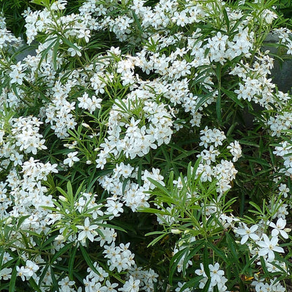 Choisya 'Aztec Pearl'