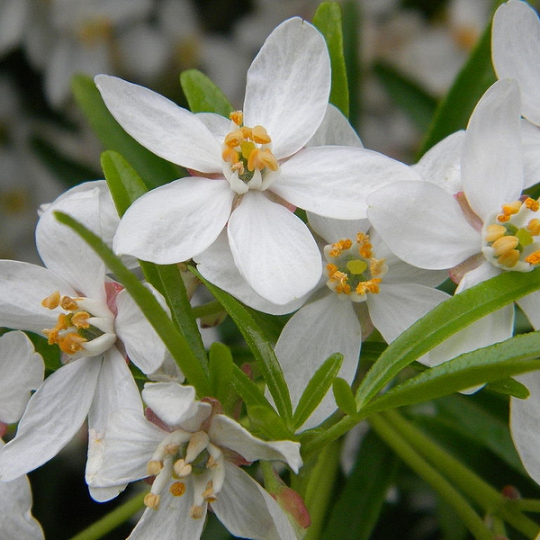 Choisya 'Aztec Pearl'