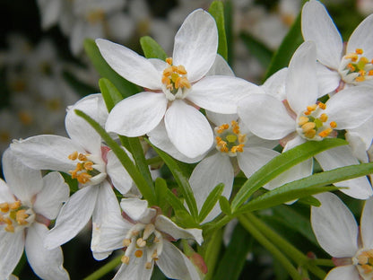Choisya 'Aztec Pearl'