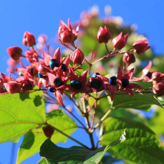 Clerodendrum trichotomum