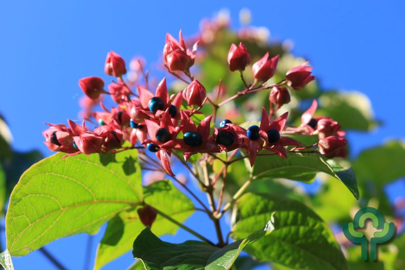 Clerodendrum trichotomum