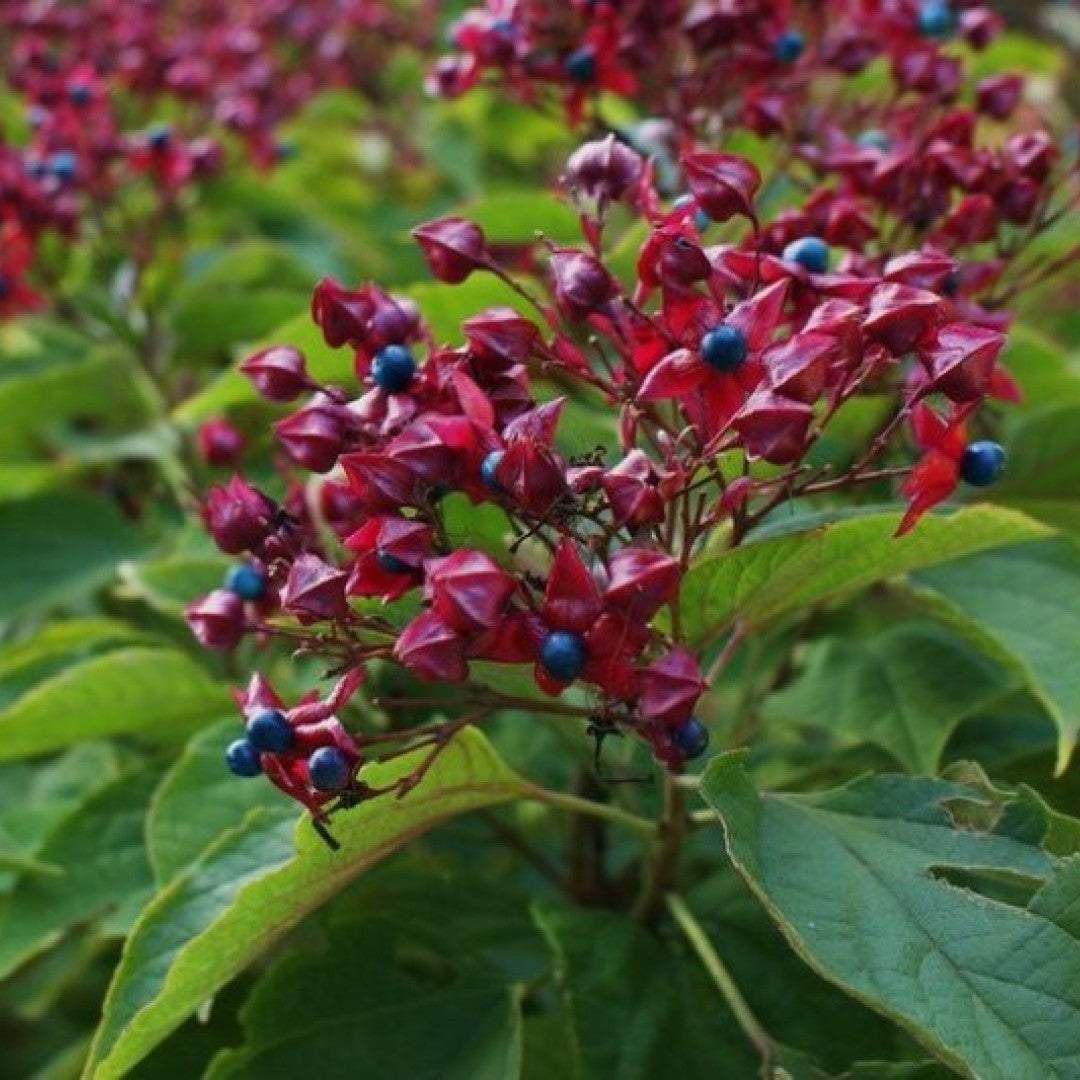 Clerodendrum trichotomum fargesii