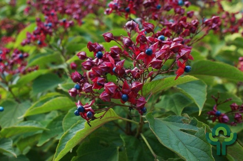 Clerodendrum trichotomum fargesii