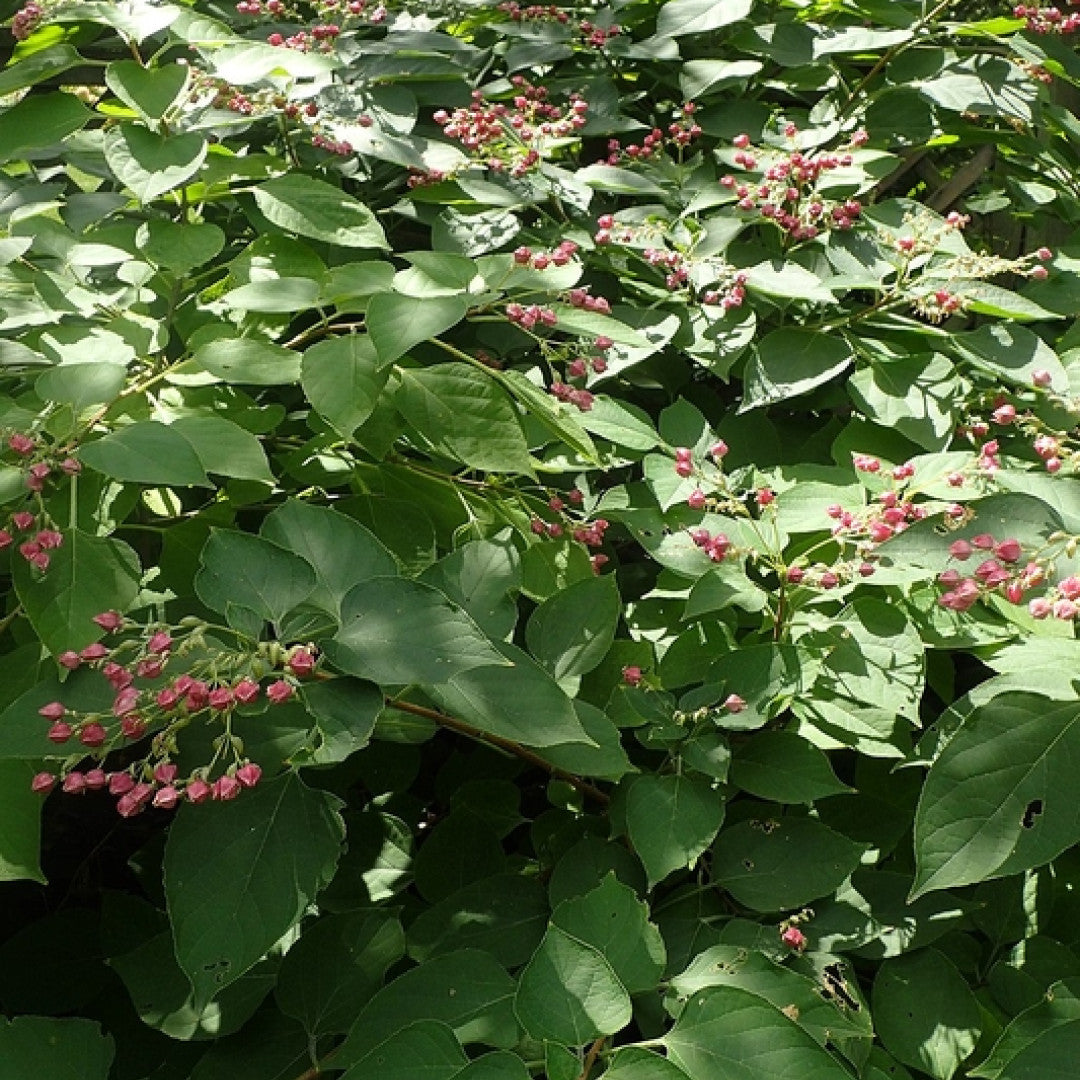 Clerodendrum trichotomum fargesii