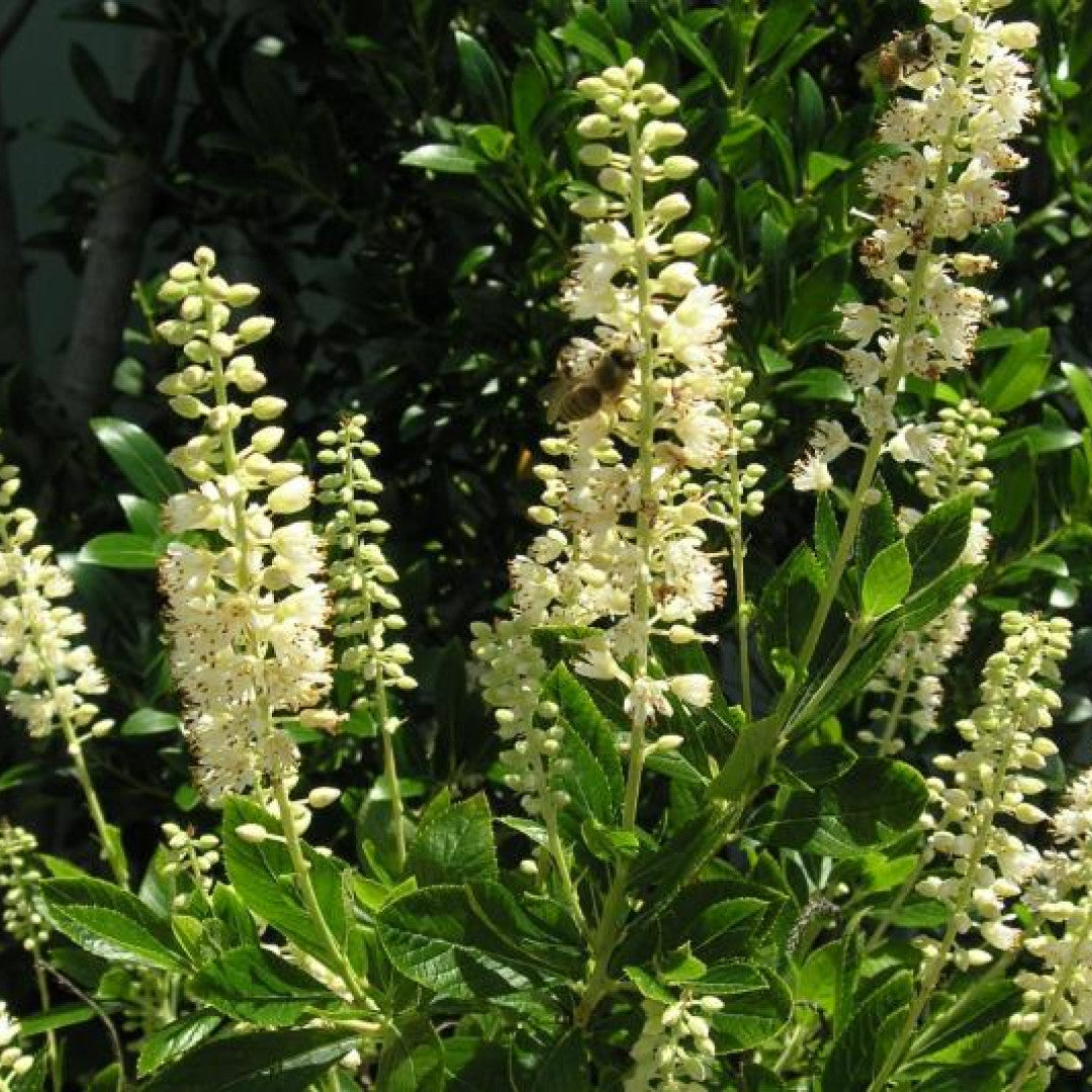 Clethra alnifolia 'Hummingbird'