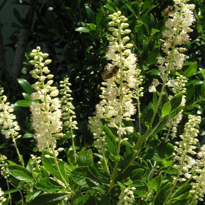 Clethra alnifolia 'Hummingbird'