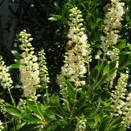 Clethra alnifolia 'Hummingbird'