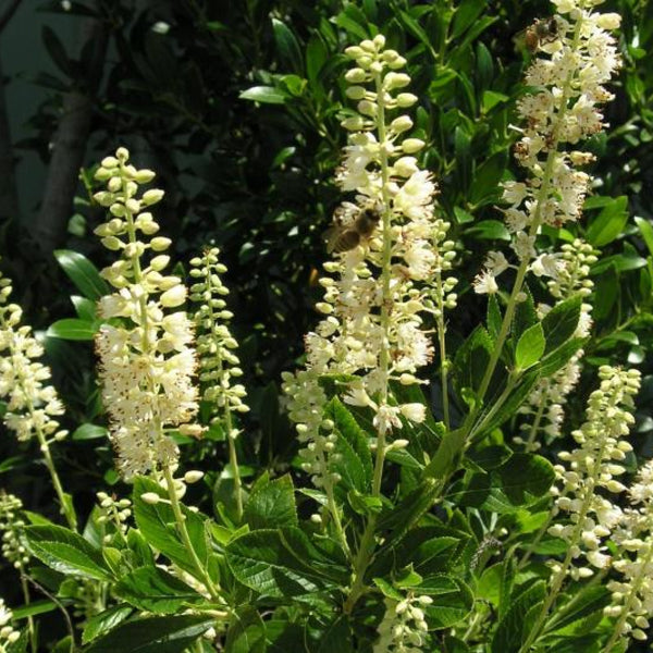 Clethra alnifolia 'Hummingbird'