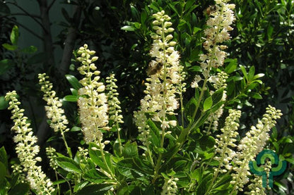 Clethra alnifolia 'Hummingbird'