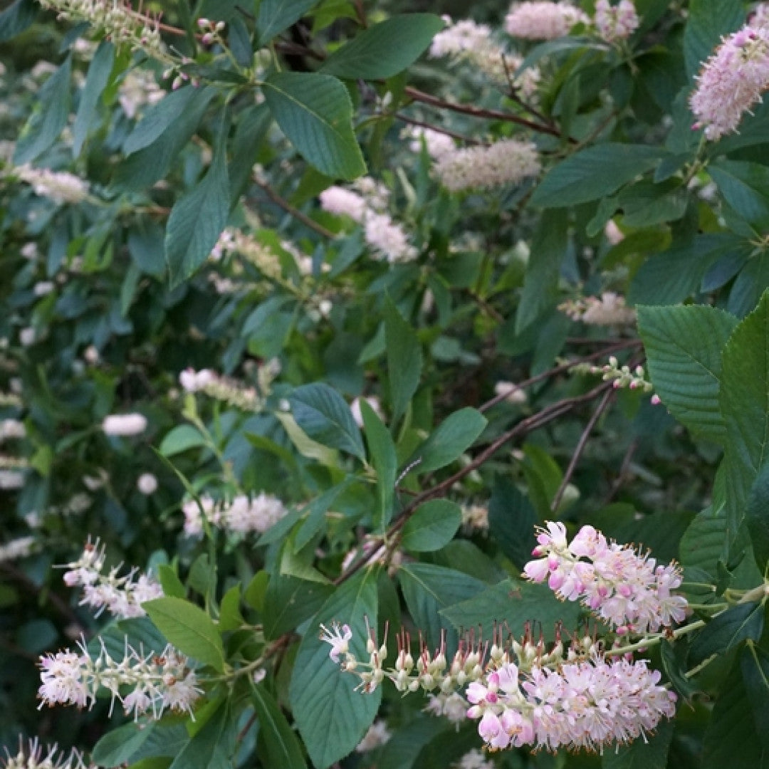 Clethra alnifolia 'Rosea'