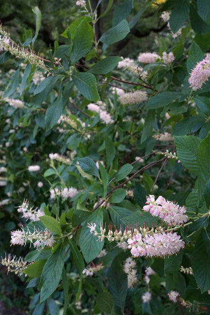 Clethra alnifolia 'Rosea'