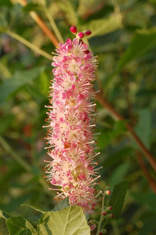 Clethra alnifolia 'Ruby Spice'