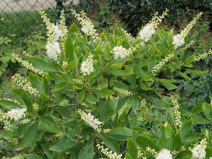 Clethra alnifolia