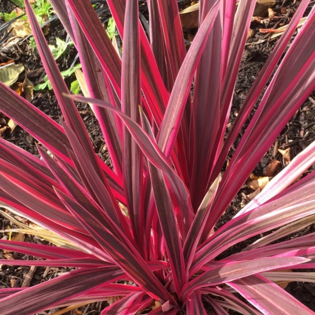 Cordyline australis 'Pink Passion' ®