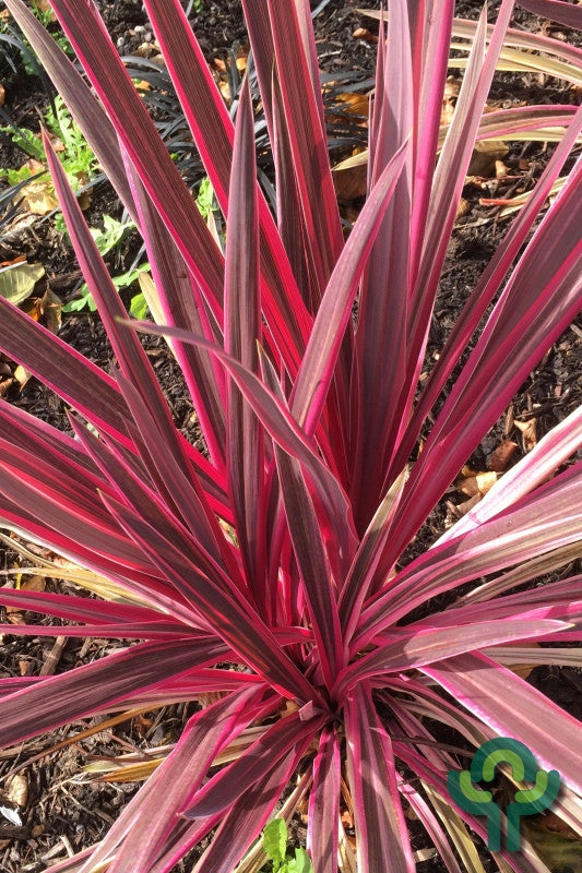 Cordyline australis 'Pink Passion' ®