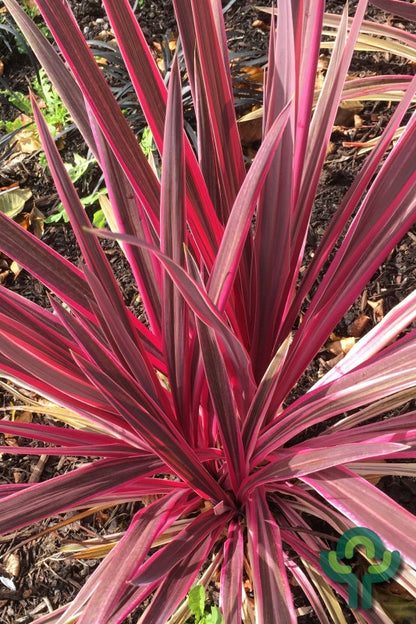 Cordyline australis 'Pink Passion' ®