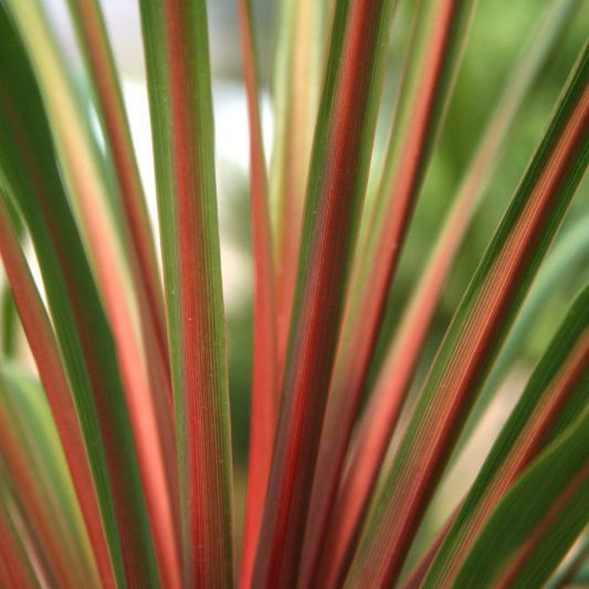 Cordyline australis 'Sundance'