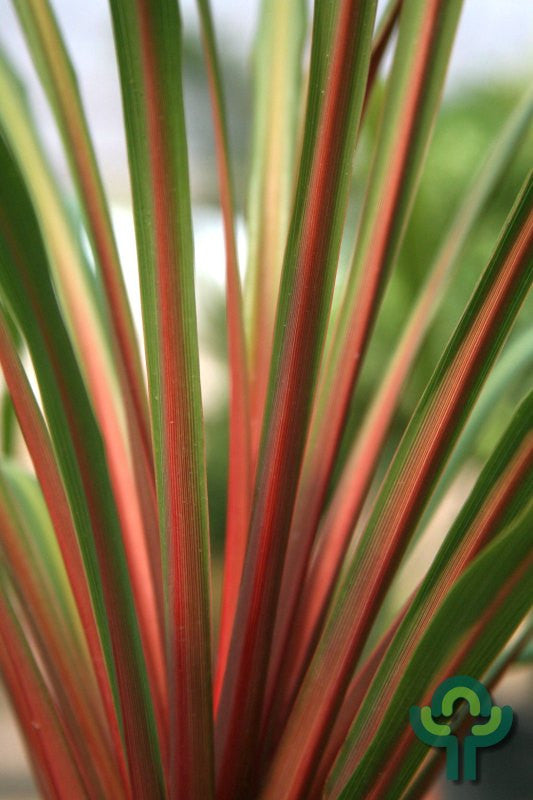 Cordyline australis 'Sundance'