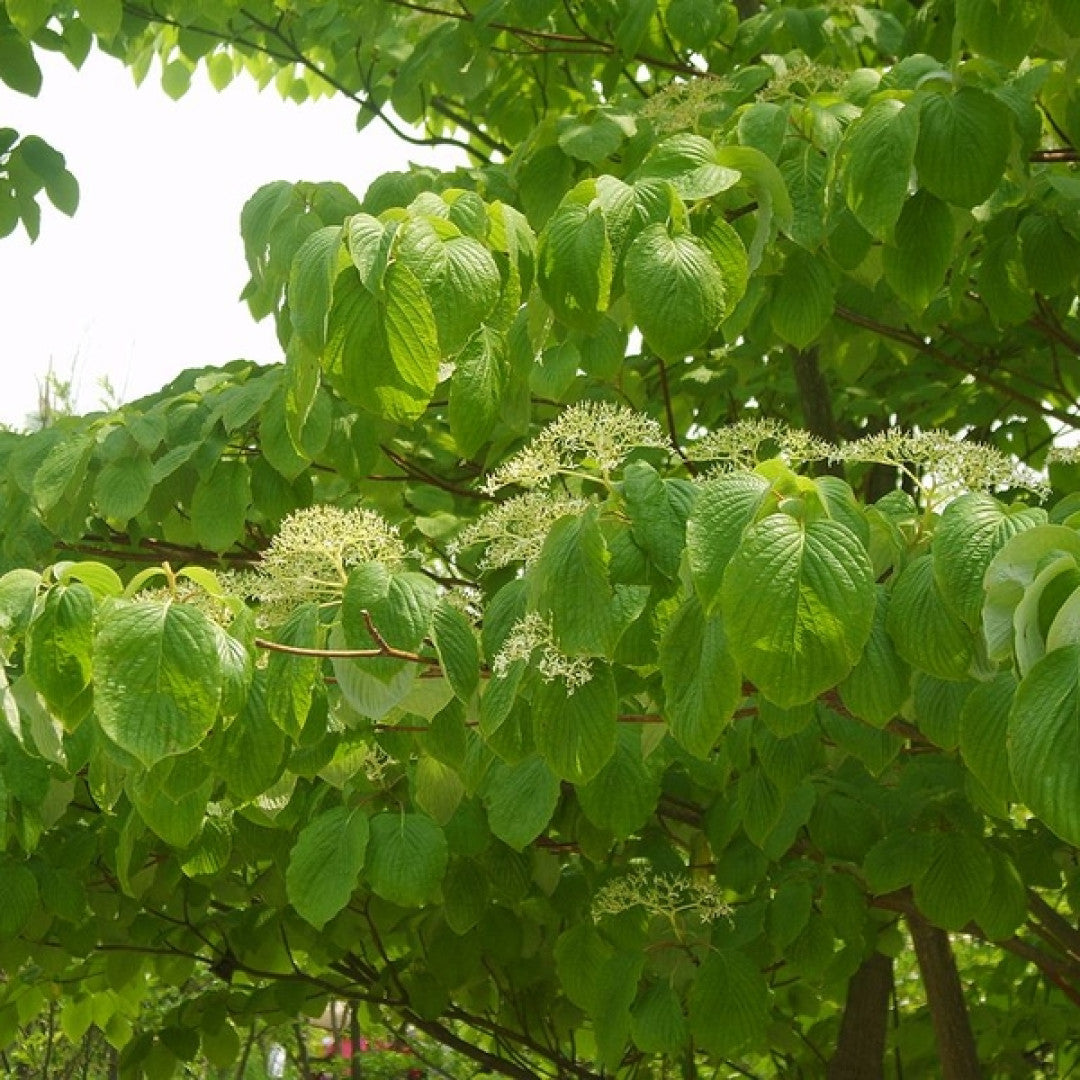 Cornus controversa