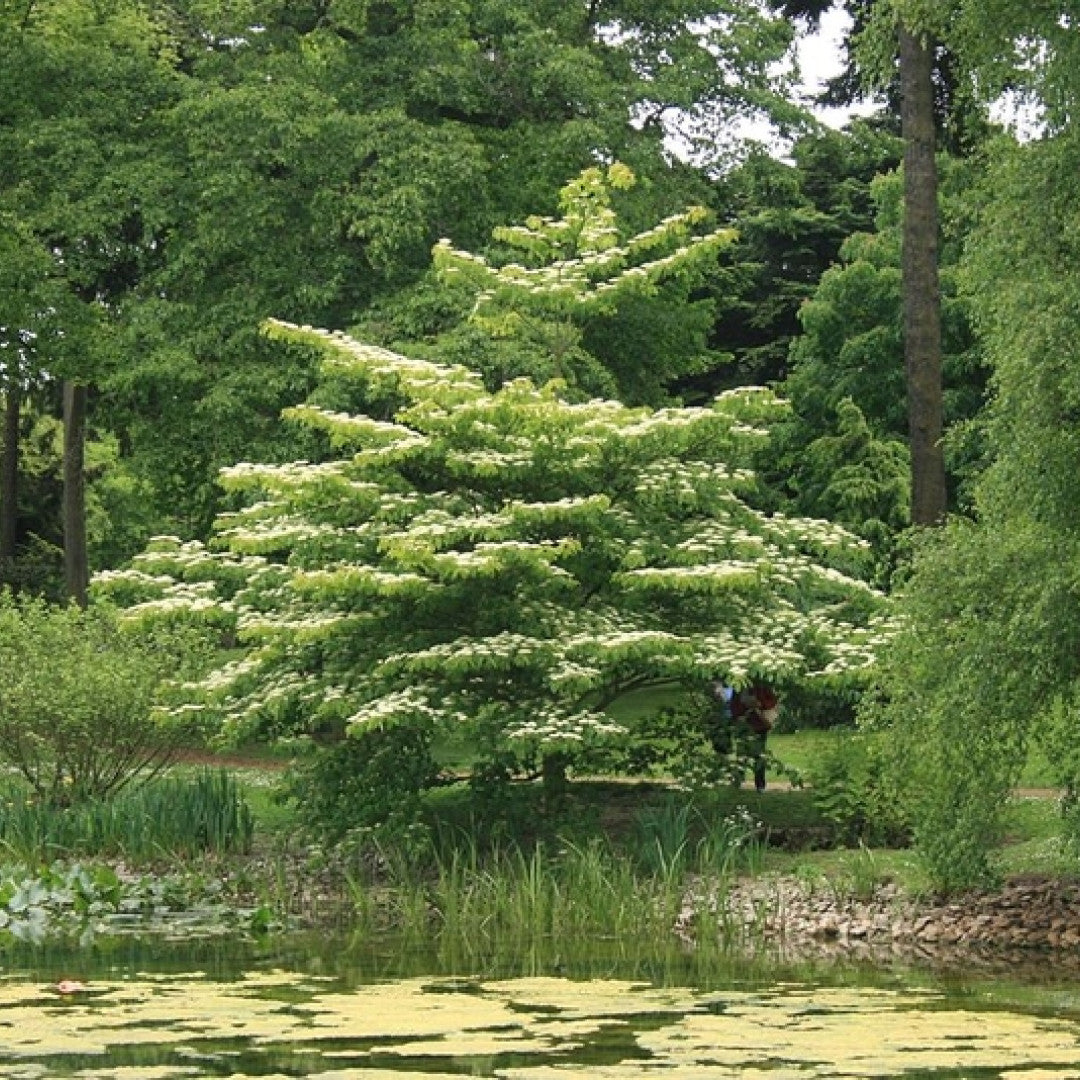 Cornus controversa
