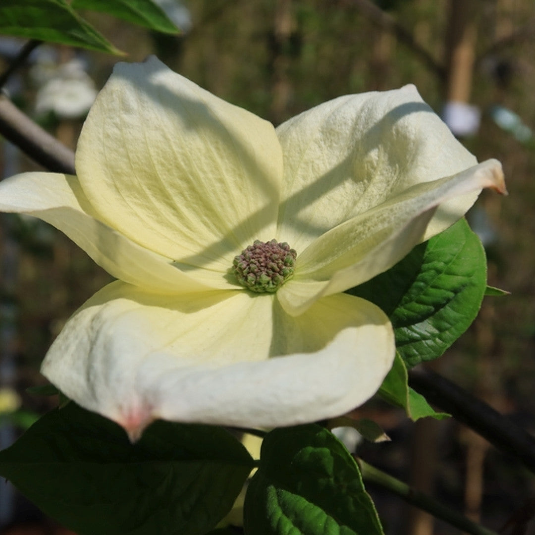 Cornus 'Eddie's White Wonder'