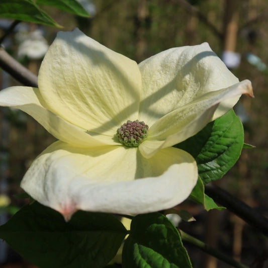 Cornus 'Eddie's White Wonder'