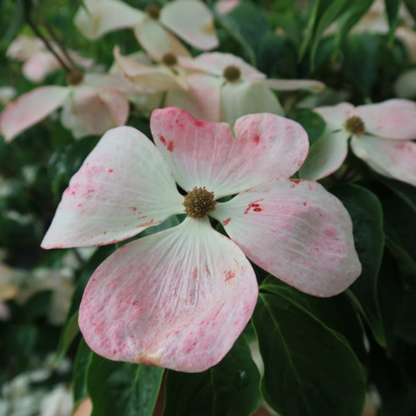 Cornus 'Rutban' (= 'Aurora')