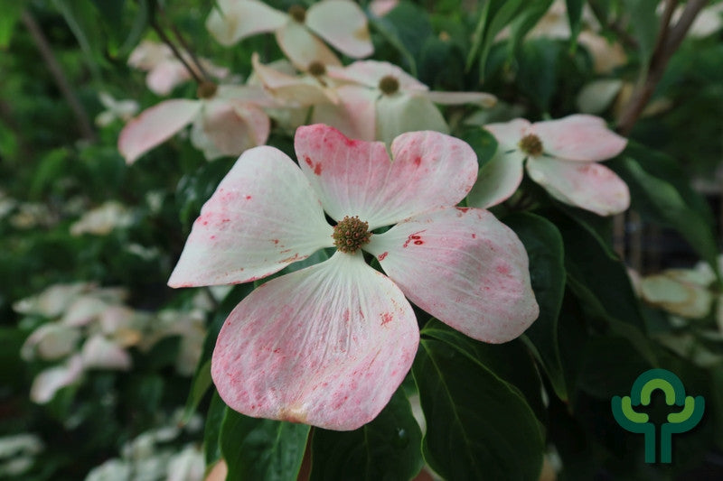 Cornus 'Rutban' (= 'Aurora')