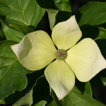 Cornus kousa Venus ® (kousa x nutallii)