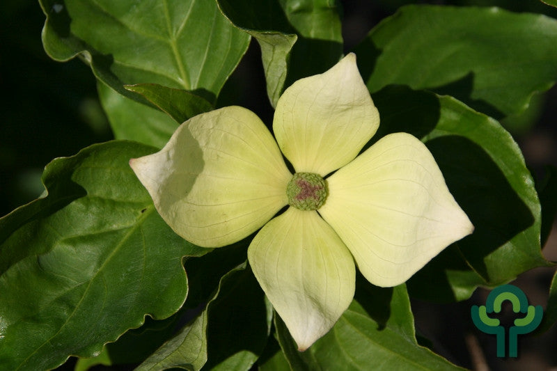 Cornus kousa Venus ® (kousa x nutallii)
