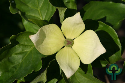 Cornus kousa Venus ® (kousa x nutallii)
