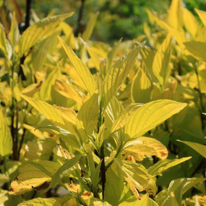 Cornus alba 'Aurea'