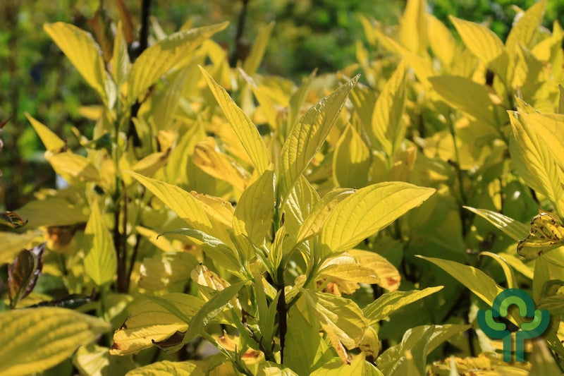 Cornus alba 'Aurea'