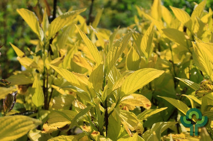 Cornus alba 'Aurea'