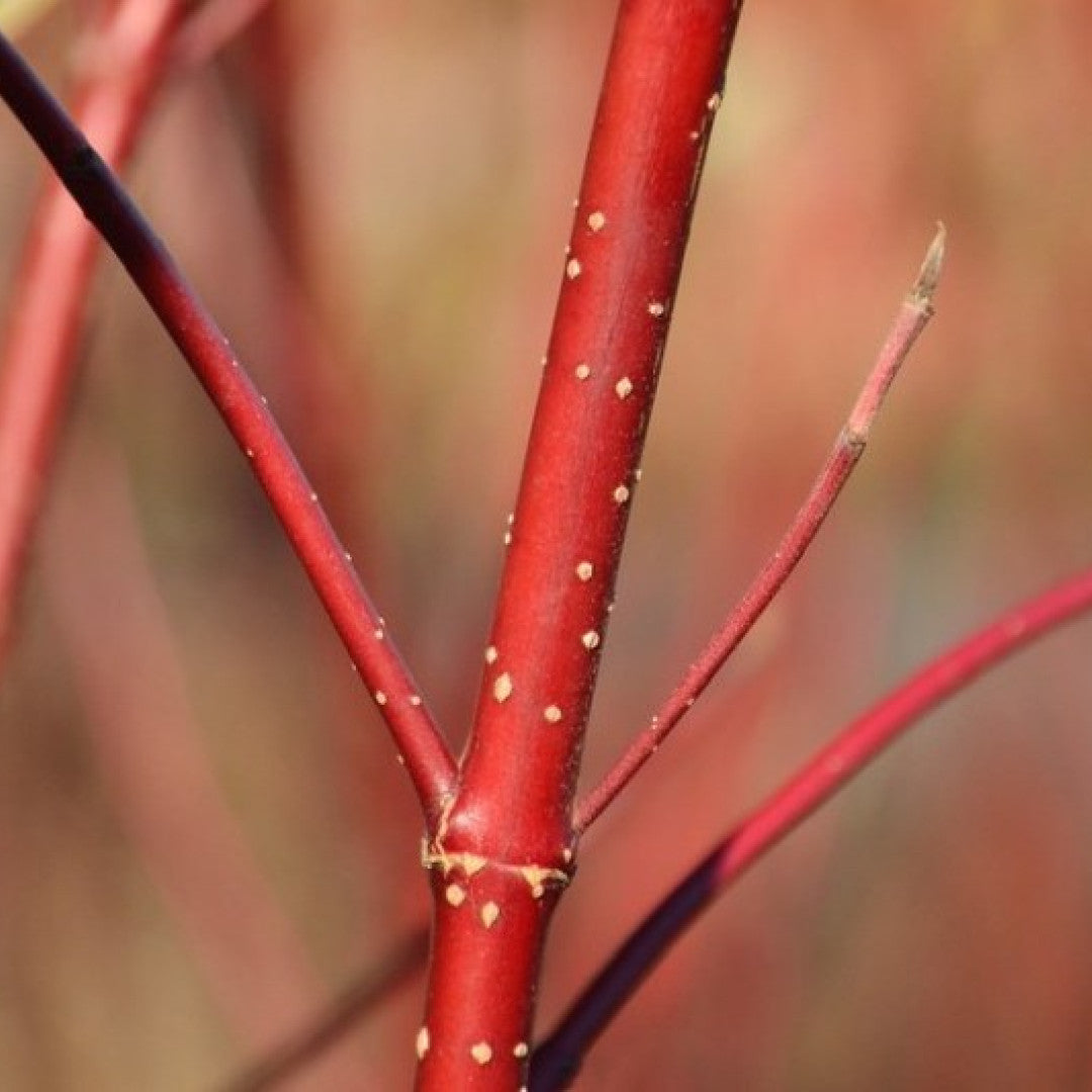 Cornus alba 'Baton Rouge'