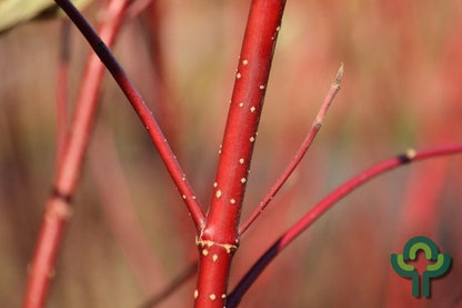 Cornus alba 'Baton Rouge'