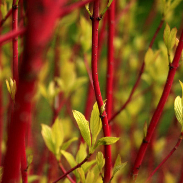 Cornus alba 'Westonbirt'