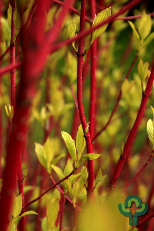 Cornus alba 'Westonbirt'