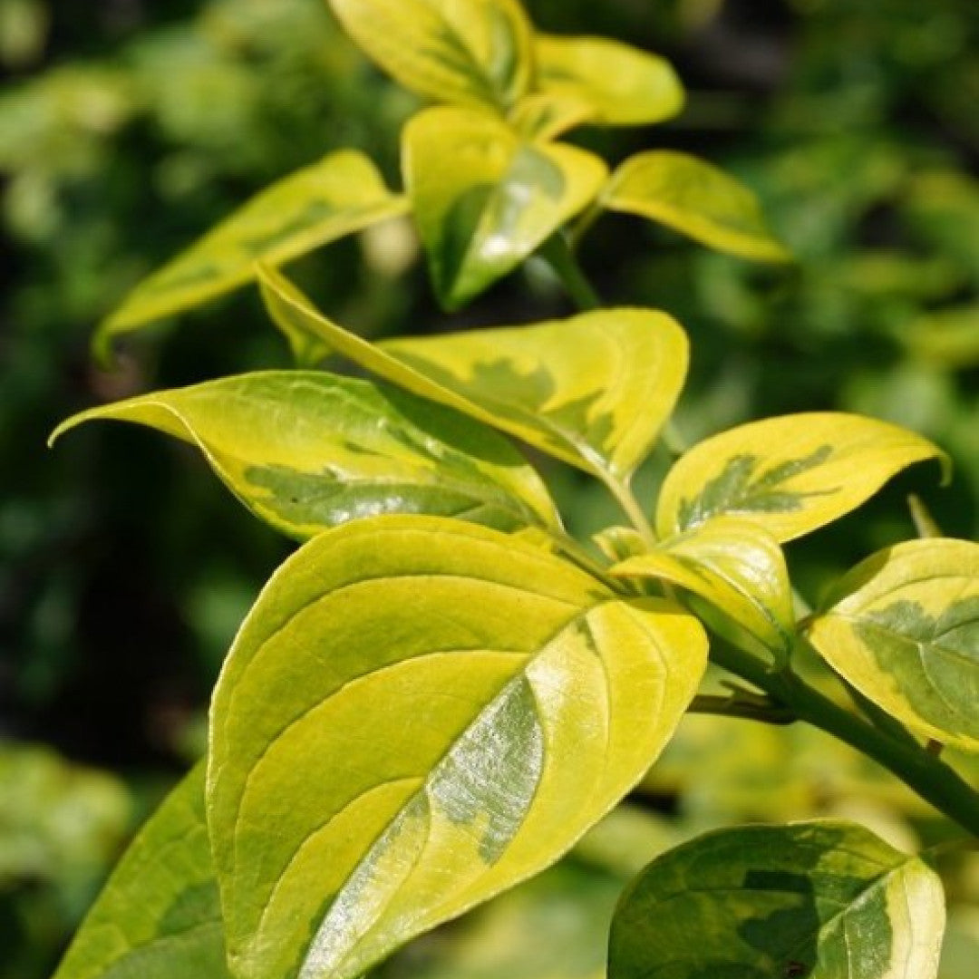 Cornus alternifolia Golden Shadows