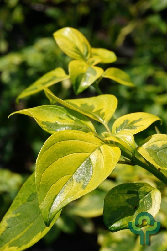 Cornus alternifolia Golden Shadows