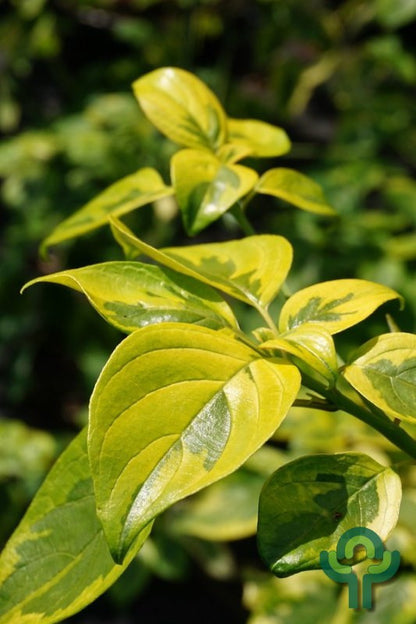 Cornus alternifolia Golden Shadows